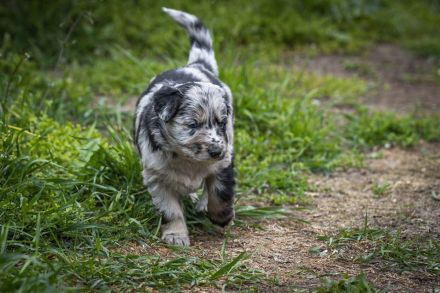 Altdeutscher Hütehund, Altdeutscher Tiger
