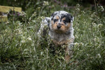Altdeutscher Hütehund, Altdeutscher Tiger