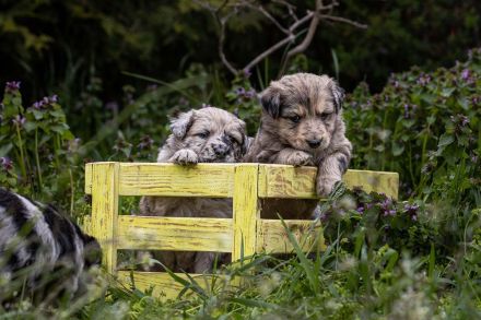 Altdeutscher Hütehund, Altdeutscher Tiger
