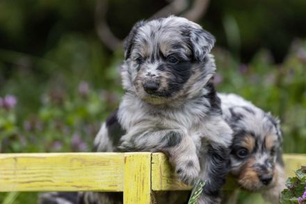 Altdeutscher Hütehund, Altdeutscher Tiger