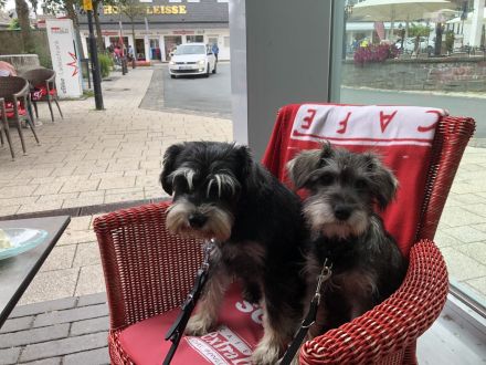 Zwergschnauzer Welpen suchen ein neues Zuhause