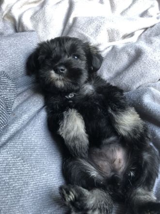 Zwergschnauzer Welpen suchen ein neues Zuhause