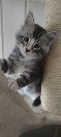 Maine coon kitten