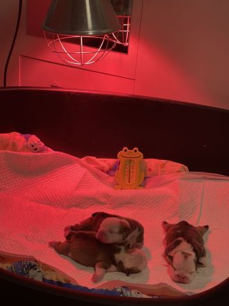 100% reinrassige englische Bulldogge