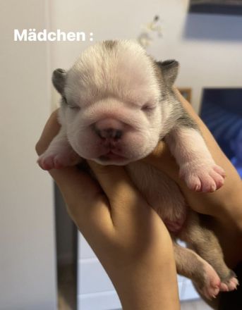 100% reinrassige englische Bulldogge