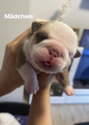 100% reinrassige englische Bulldogge