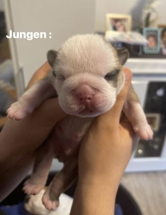 100% reinrassige englische Bulldogge