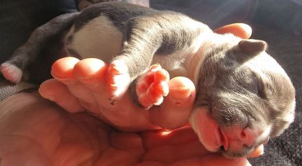 Muttertagsgeschenke ;) Unsere Welpen sind da!