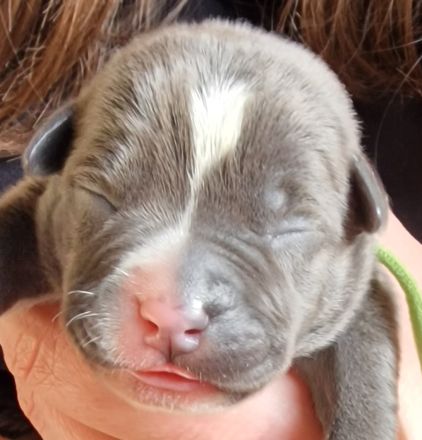 Muttertagsgeschenke ;) Unsere Welpen sind da!