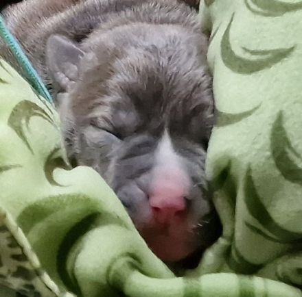 Muttertagsgeschenke ;) Unsere Welpen sind da!