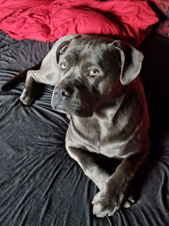 Muttertagsgeschenke ;) Unsere Welpen sind da!