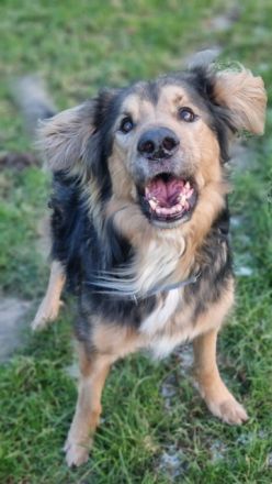 Jumper, Hovawart-Mischling, geb. 2014, Rohdiamant mit ganz viel Potential