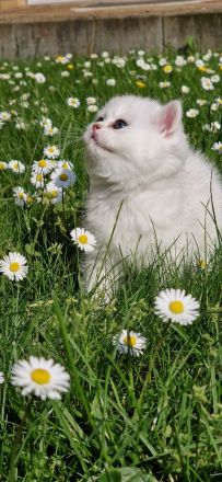 Bkh silver shaded Babys