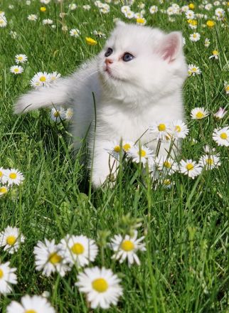 Bkh silver shaded Babys