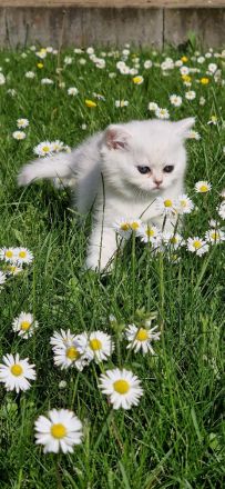 Bkh silver shaded Babys