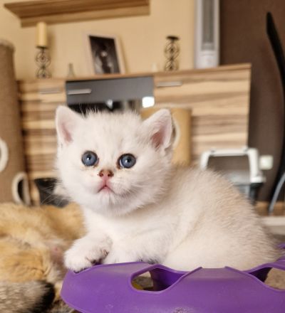 Bkh silver shaded Babys