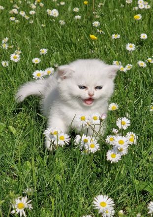 Bkh silver shaded Babys