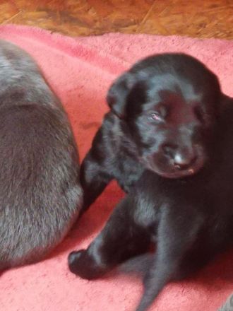 Labrador Welpen