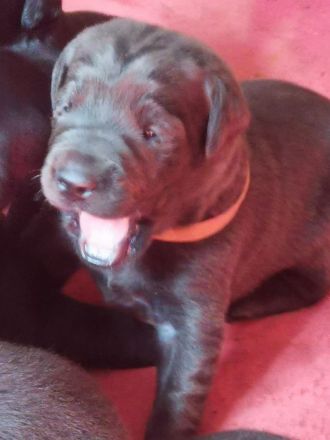Labrador Welpen