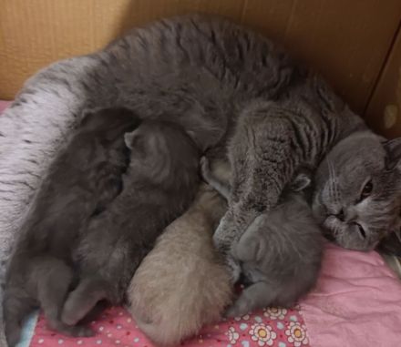 BKH Kitten Reinrassige, Elterntiere haben Stammbaum