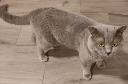 BKH Kitten Reinrassige, Elterntiere haben Stammbaum