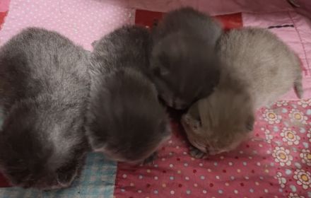 BKH Kitten Reinrassige, Elterntiere haben Stammbaum