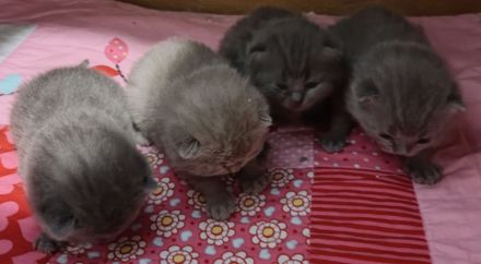 BKH Kitten Reinrassige, Elterntiere haben Stammbaum