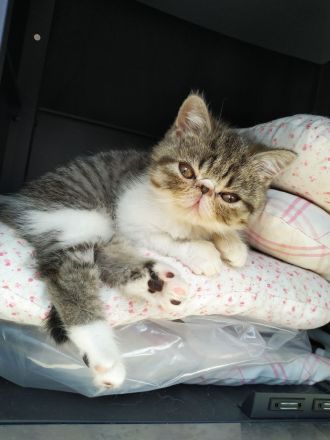 Exotic Shorthair Kitten