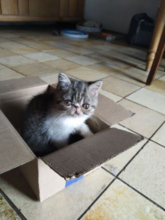 Exotic Shorthair Kitten