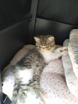 Exotic Shorthair Kitten