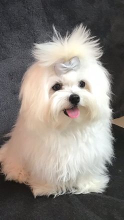 Malteser, koreanische Linie, Deckrüde, Teddygesicht