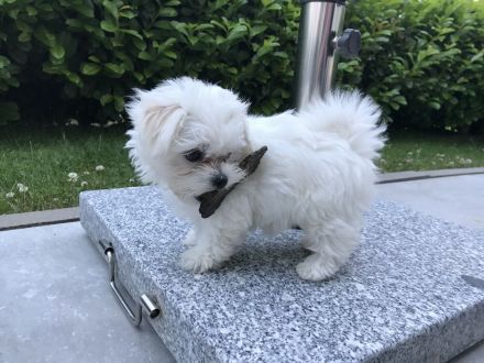 Malteser, koreanische Linie, Deckrüde, Teddygesicht