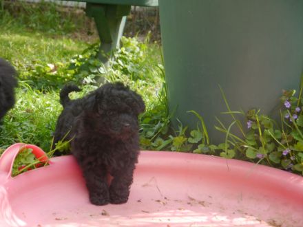 Bolonka-Pudel (Doodle, Bollipoo) Welpen. Chiwalonka.