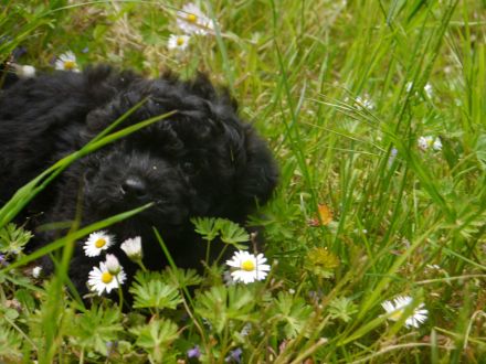 Bolonka-Pudel (Doodle, Bollipoo) Welpen. Chiwalonka.