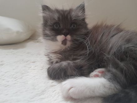 Süsse Kitten von Maincoonmix-Mama. Glückskatzen und andere🥰