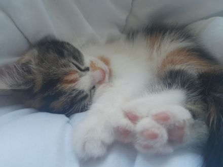 Süsse Kitten von Maincoonmix-Mama. Glückskatzen und andere🥰