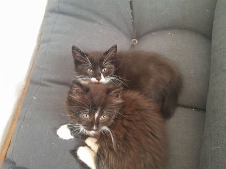 Süsse Kitten von Maincoonmix-Mama. Glückskatzen und andere🥰