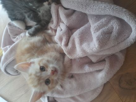 Süsse Kitten von Maincoonmix-Mama. Glückskatzen und andere🥰