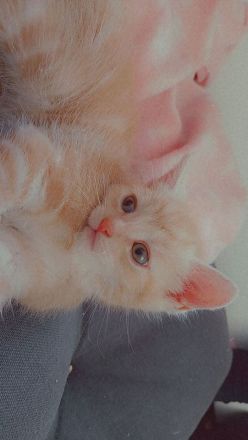 Süsse Kitten von Maincoonmix-Mama. Glückskatzen und andere🥰