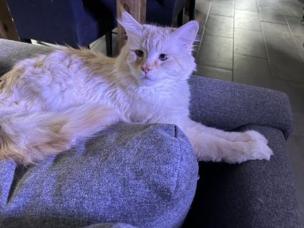 reinrassige Maine Coon Kitten dürfen in ein neues Zuhause