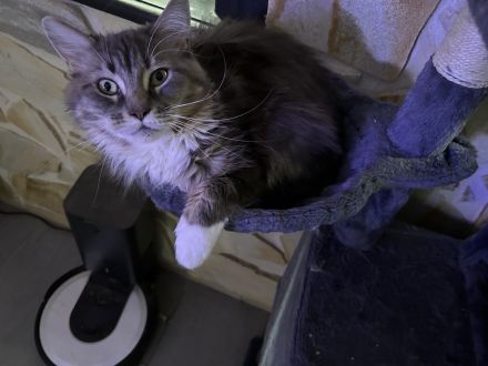 reinrassige Maine Coon Kitten dürfen in ein neues Zuhause