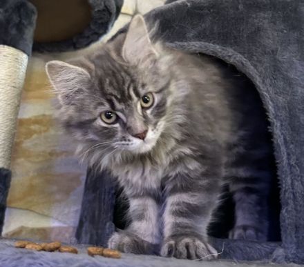 reinrassige Maine Coon Kitten dürfen in ein neues Zuhause