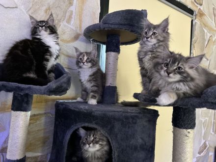 reinrassige Maine Coon Kitten dürfen in ein neues Zuhause