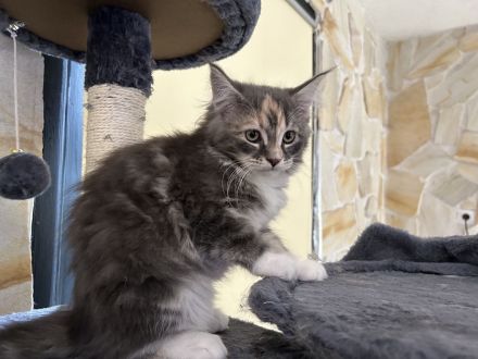 reinrassige Maine Coon Kitten dürfen in ein neues Zuhause