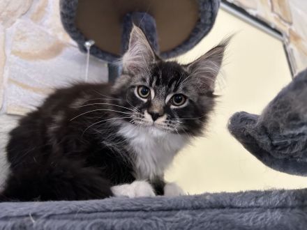 reinrassige Maine Coon Kitten dürfen in ein neues Zuhause