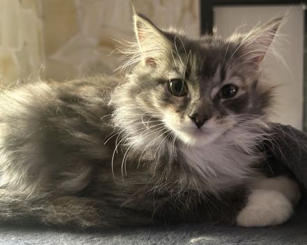 reinrassige Maine Coon Kitten dürfen in ein neues Zuhause