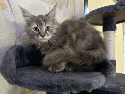 reinrassige Maine Coon Kitten dürfen in ein neues Zuhause