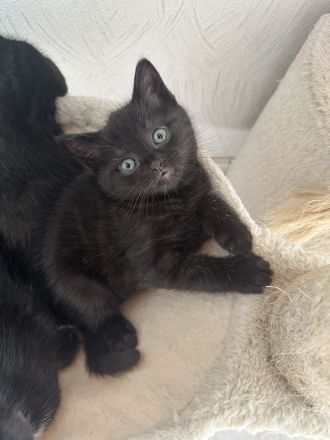 BKH Kitten
