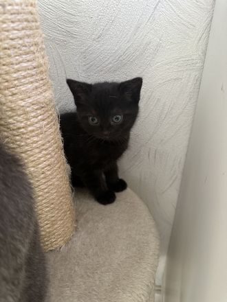 BKH Kitten