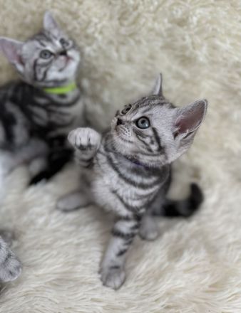 BKH Kitten vom Champion Kater Black Silver Tabby Classic mit Stammbaum Whiskas